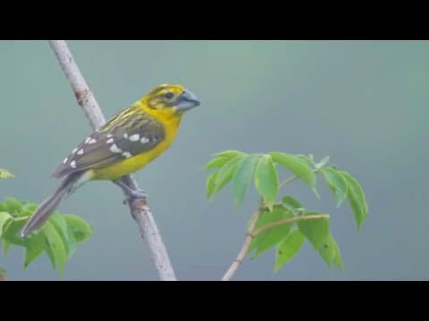 Flying Over The Cloud Forest of Mexico | Wilderness Sessions