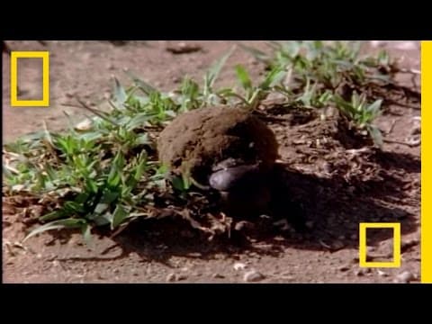African Dung Beetle | National Geographic - YouTube