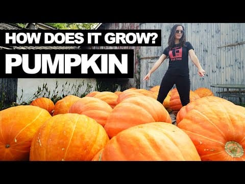 How Does it Grow? Pumpkins