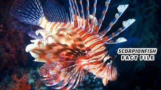 Scorpionfish Facts| MASTERS of CAMOUFLAGE