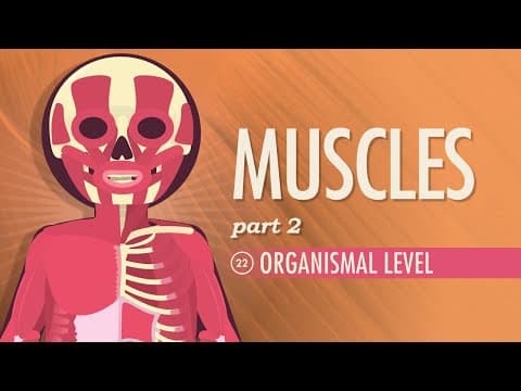 Muscles, Part 2 - Organismal Level: Crash Course Anatomy & Physiology #22 - YouTube
