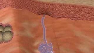 SKIN, HAIR, AND NAILS