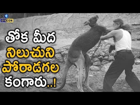 తోక మీద నిలుచుని పోరాడగల కంగారు..! | Kangaroo Facts..! | Eyecon Facts