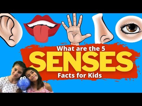 What Are The 5 Senses
