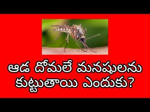 Why do only female mosquitoes bite?