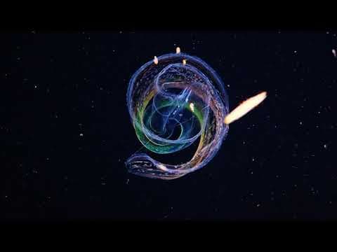 A rainbow ribbon comb jelly in the Mediterranean Sea