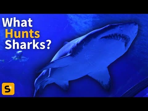 Great White Sharks Were Scared From Their Habitat by Just 2 Predators