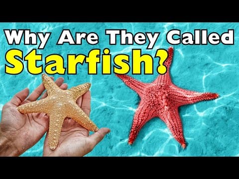 It’s Not a Fish… So Why Do We Call It a Starfish
