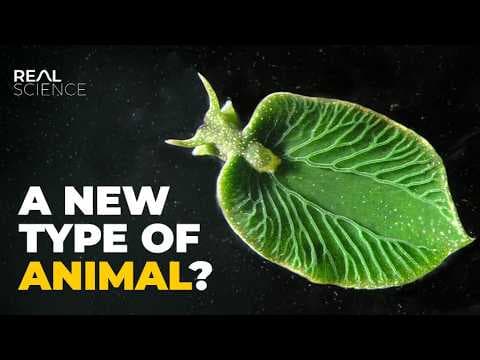 This Slug Should Be Impossible