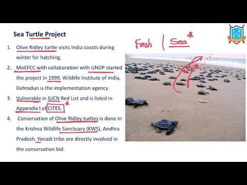 What is Sea Turtle Project ? || Sea Turtle Project అంటే ఏమిటి?