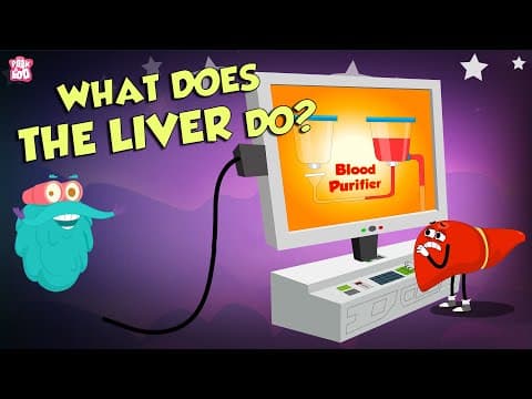 What Does The Liver Do? | Liver Functions | The Dr Binocs Show | Peekaboo Kidz