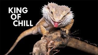 Bearded Dragon | The King of Chill