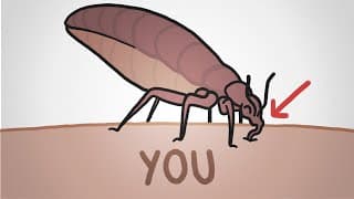 The Return of the Bedbugs: They Won't Go Away