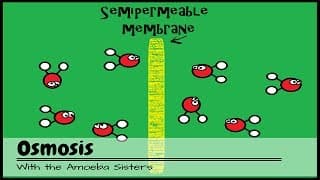 Osmosis A Solute and Solvent Love Story