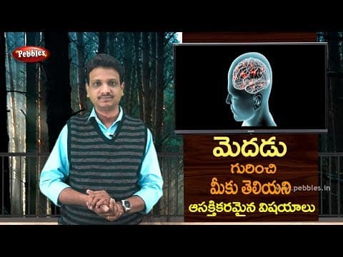 Interest facts about Brain in Telugu | Science fun facts in Telugu