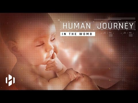 Human Journey in the Womb