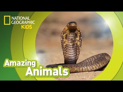 Cobra - amazing animals