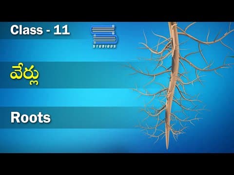 వేర్లు - Root | Morphology of Flowering Plants | Biology