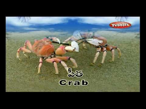 సముద్రపు ఒడ్డు - ప్రీ స్కూల్ పదాలు - words and sentences - beach