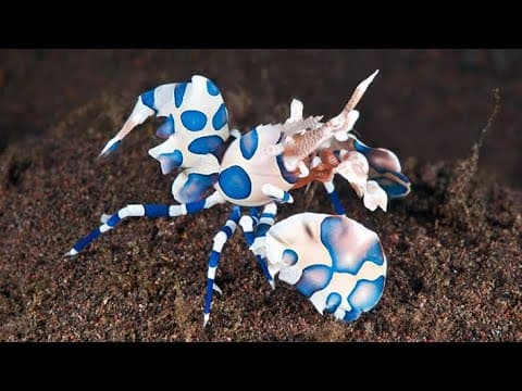 10 Most Beautiful Shrimps in the World