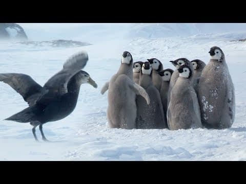 Penguin chicks rescued by unlikely hero | Spy In The Snow | BBC Earth - YouTube
