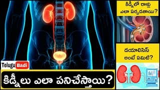 How Kidneys Works in Telugu | Urinary System Explained In Telugu | Kidney Stones