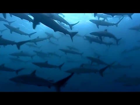 Thousands of Sharks Gathering | Blue Planet