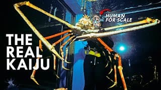 Japanese Spider Crab | The Original Kaiju