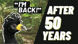 Forgotten Bird Returns to Forest in Argentina After 50 Years