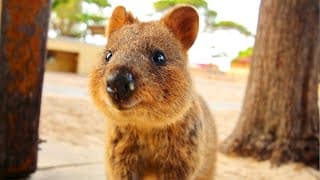Surviving Australia's Fires | Quokkas, Koalas And Kangaroos