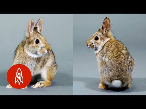 This adorable bunny needs our help