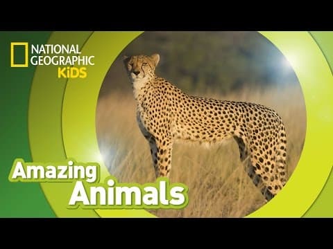 Cheetah - amazing animals