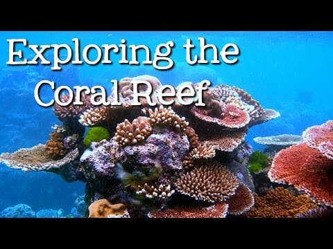 Exploring the coral reef - learn about oceans for kids