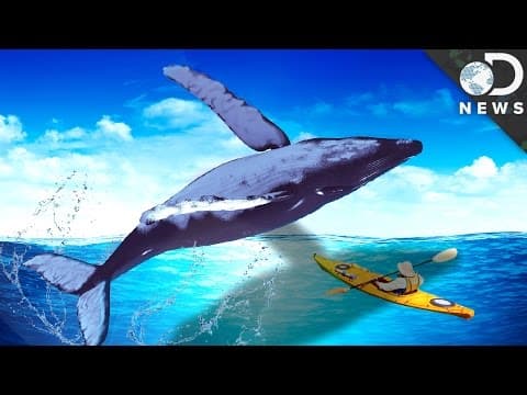 Why Do Whales Breach?