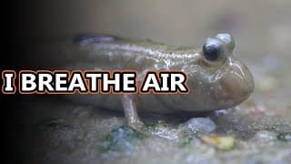 Mudskipper facts| legitimate fish out of water