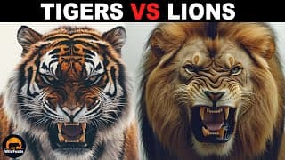 What Is The Difference Between Tigers and Lions