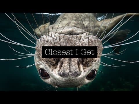 Ravens and Crows|How can you tell them apart