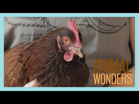 Chickens! What, Where, and How