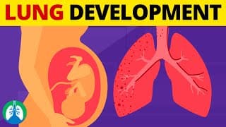 5 Stages of Fetal Lung Development | Quick Explanation