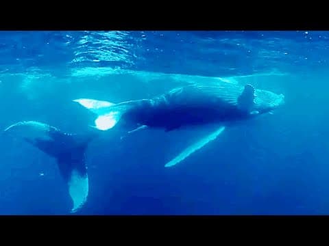 Explore Whale Songs and AI with Pattern Radio