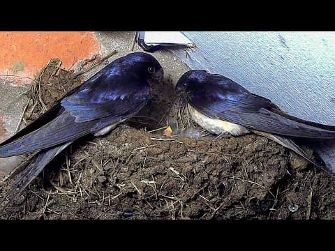 First Glimpses of Barn Swallows Hatching | Discover Wildlife | Robert E Fuller - YouTube