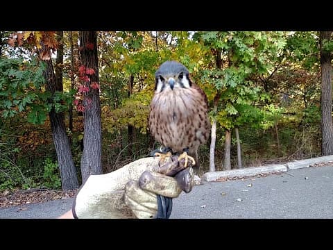 Falcon Belly Dance