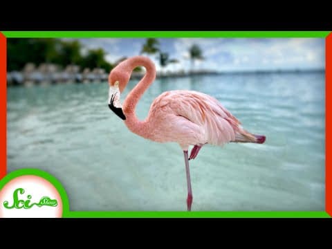 Why Do Flamingos Stand on One Leg? - YouTube