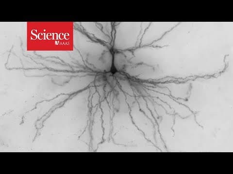 Fresh human brains yield delicious data