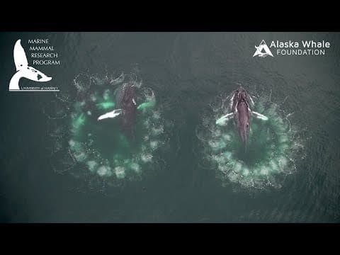 Humpback whales making bubble nets