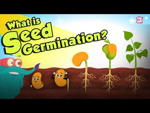 What is seed germination? - seed germination - plant germination - dr binocs show