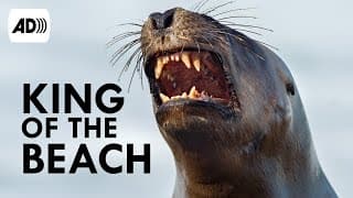 Sea Lions | Described Video