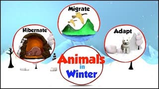 Animals in Winter |What do animals do in Winter|How Animals Prepare for Winter|Winter And Animals