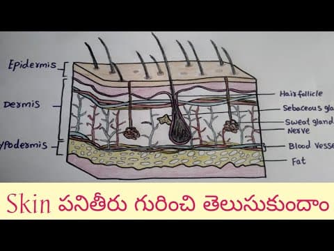 How Human Skin Works || Human Skin Structure and Function || Layers of skin