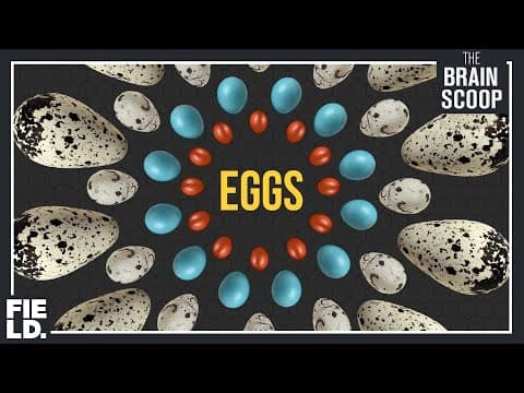 The Egg Collection!